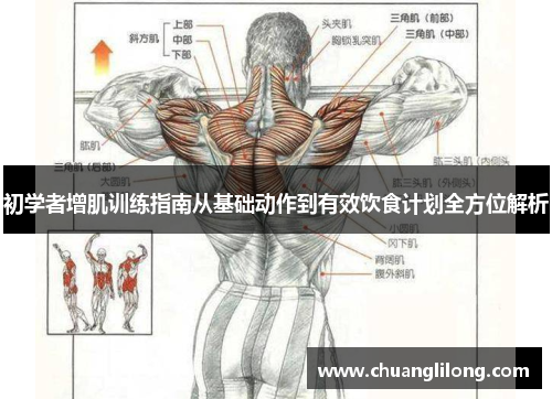 初学者增肌训练指南从基础动作到有效饮食计划全方位解析